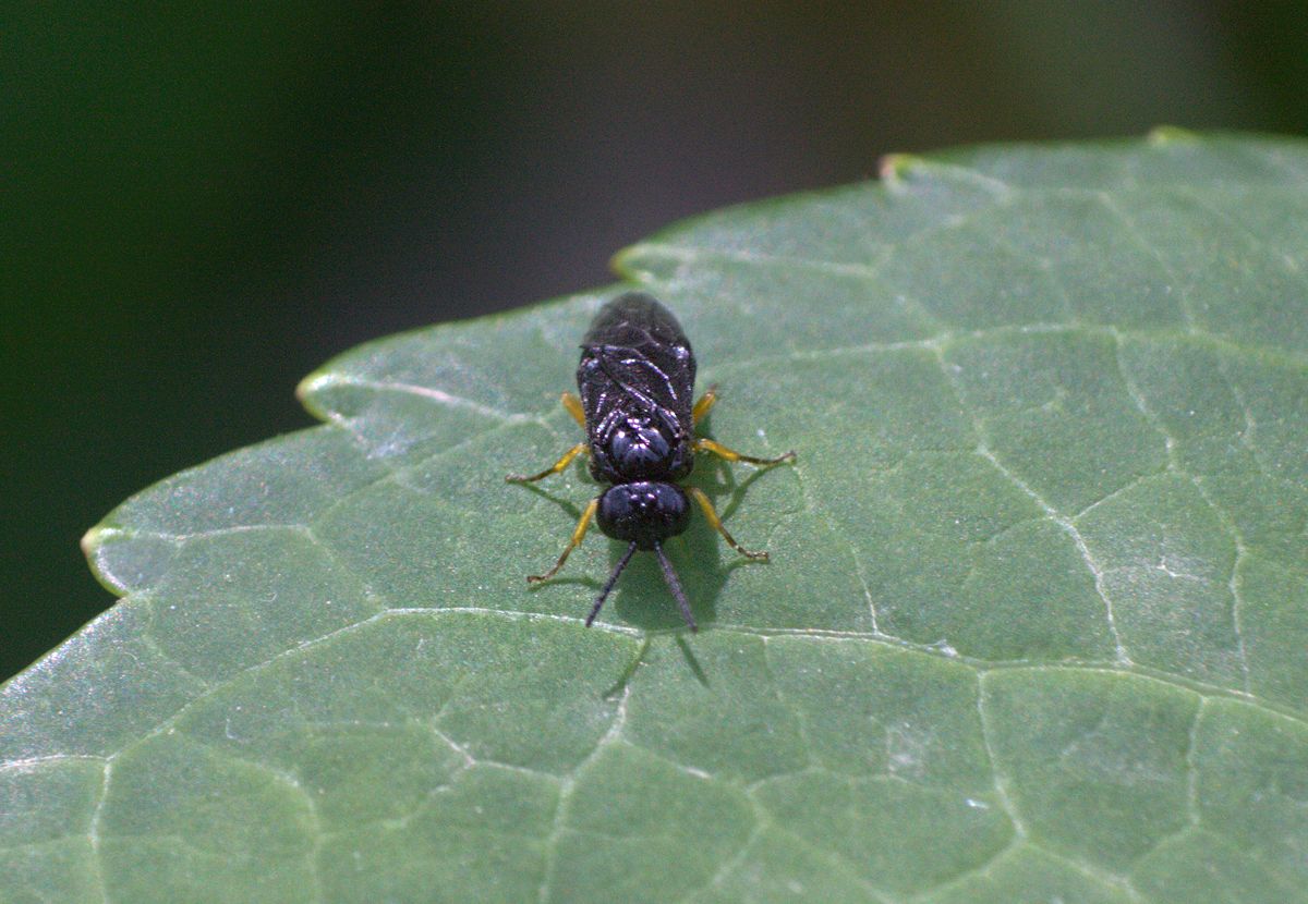Dulophanes morio, Tenthredinidae
